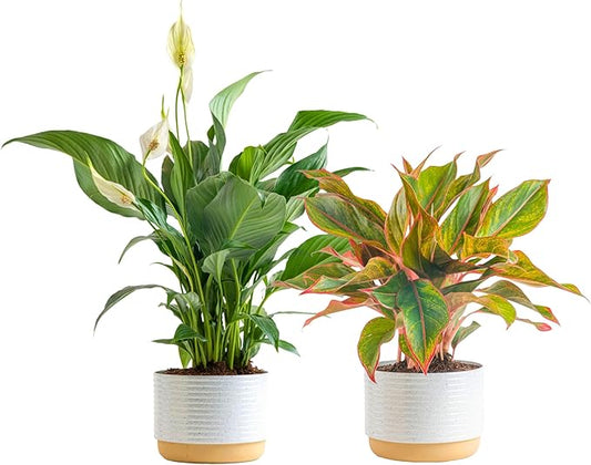 Costa Farms Live Indoor Houseplants (2 Pack) Peace Lily, Chinese Evergreen in Decor Planter Pot, Potting Soil Mix, Birthday, Housewarming Gift, 1 Foot Tall