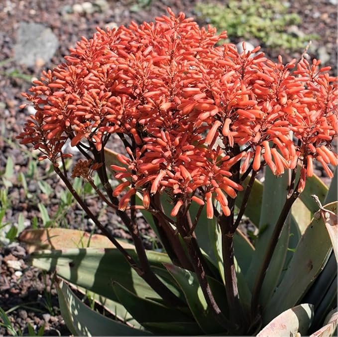 Coral Aloe Plants (Aloe striata) - Live Succulent with Striking Pink Edges and Smooth, Flat Leaves for Indoor/Outdoor Gardening (4 Coral Aloe sacs)