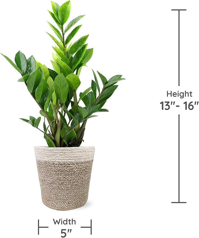 Green Circle Growers 5" ZZ Plant in Cream Jute Pot, Live Indoor Plants, House Plant