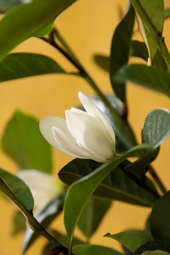 Fairy Magnolia Tree, Fragrant White Flowering Evergreen Shrub for Landscaping, Hedges & Gardens, Fast Growing Outdoor Plant, Spring Blooming Magnolia for Gardeners Can not Ship to CA, AK, AZ, PR