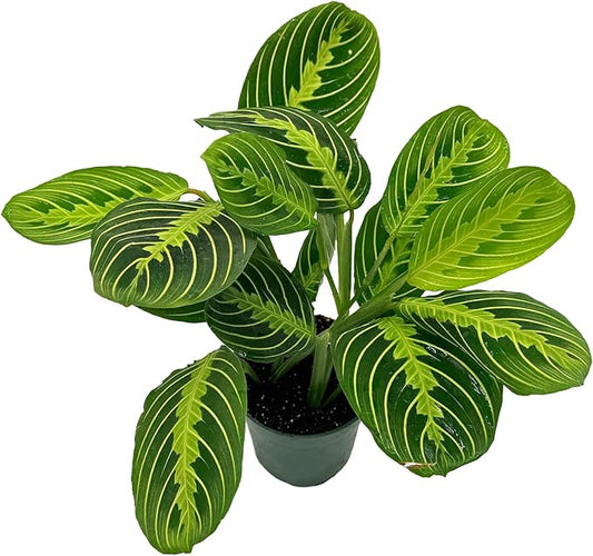 Live Lemon-Lime Prayer Plant - ‘Lemon-Lime Maranta’ Maranta leuconeura - ragnaroc Tropical Plant 7-12” Tall - 1ct - Live Arrival Guaranteed - House Plants for Home Decor & Gift