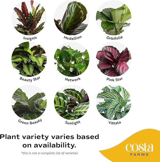 Costa Farms Calathea Live Plant in Decorative Pot, Indoor Houseplant, Perfect for Home, Room, or Office Decor, Great House Warming or Birthday Gift, 12-18 Inches Tall