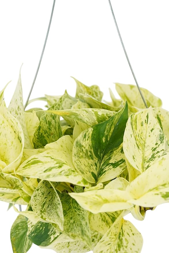 Pothos Snow Queen Live Plant - Rare Houseplant for Home Decor - Snow Queen Pothos - Trailing Plants Live Houseplants - Pothos Live Plant