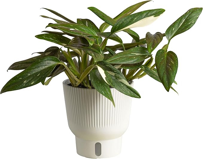 Costa Farms Monstera Cobra Live Plant, Rare Unique Live Indoor House Plant in 6-Inch Self-Watering Houseplant Pot, Potting Soil, Trending Tropicals Plants, Room and Home Decor