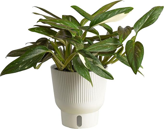 Costa Farms Monstera Cobra Live Plant, Rare Unique Live Indoor House Plant in 6-Inch Self-Watering Houseplant Pot, Potting Soil, Trending Tropicals Plants, Room and Home Decor