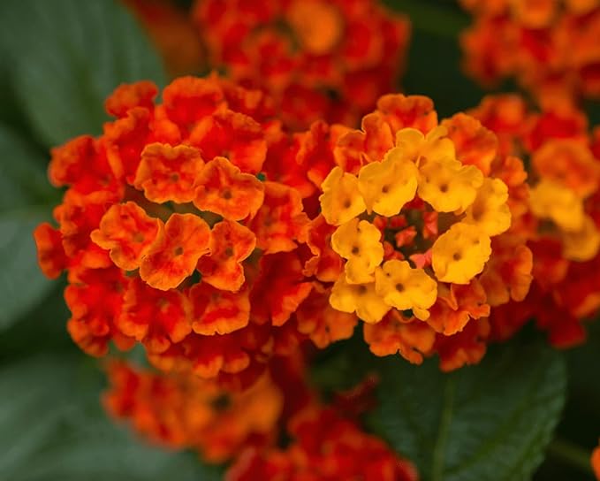 Lantana Plants Live - Dallas Red Pack of 3 Lantana Live Plants for Planting - 4-6 Inches Tall - Attracts Butterflies, Perfect for Containers, Low Maintenance
