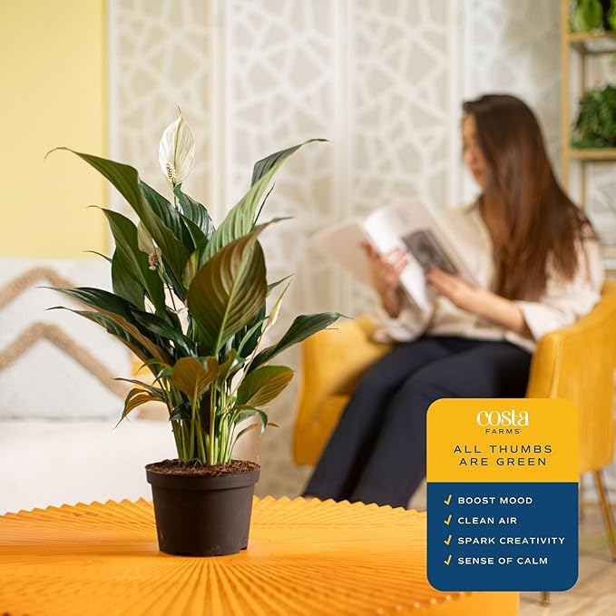 Costa Farms Peace Lily, Live Indoor Plant with Flowers, Air Purifying Houseplant in Nursery Planter Pot, Potting Soil, Thinking of You Gift, Plants Room Decor, 1 Foot Tall