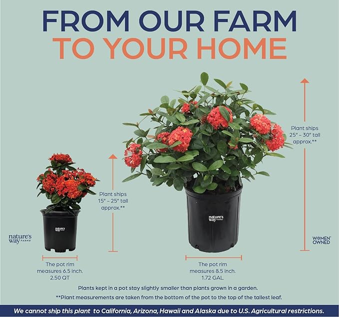 Nature's Way Farms Ixora Maui Red, Easy Care, Live Plant, Grow Outdoor, Full Sun Bright Light, Perfect for Plant Lovers & Beginners, in Grower Pot. (25-30 in. Tall)