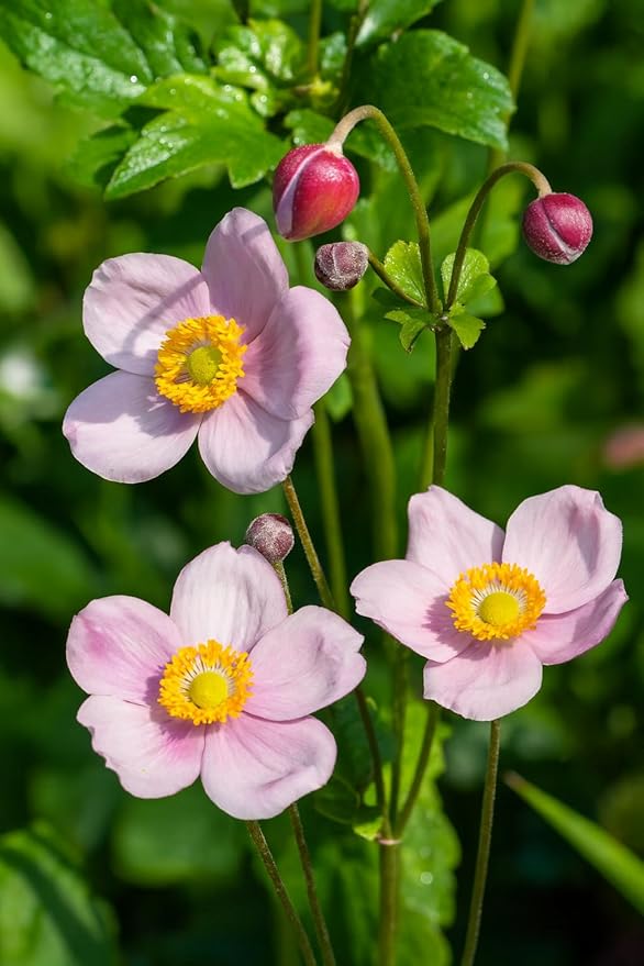 Perennial Farm Anemone x Hybrida 'September Charm' – Live Windflower in #1 Container, Single Soft Pink Blooms, Long Blooming, Deer Resistant, Ideal for Borders, Shade & Pollinator Gardens