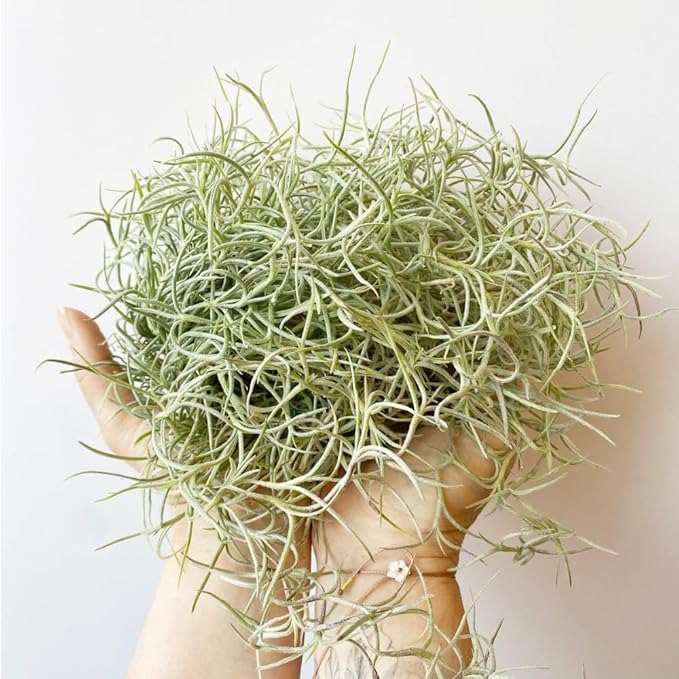 Live Spanish Moss Plant 10” Tall Clump, Air Plant for Home Decoration, Terrariums and Outdoor Planting