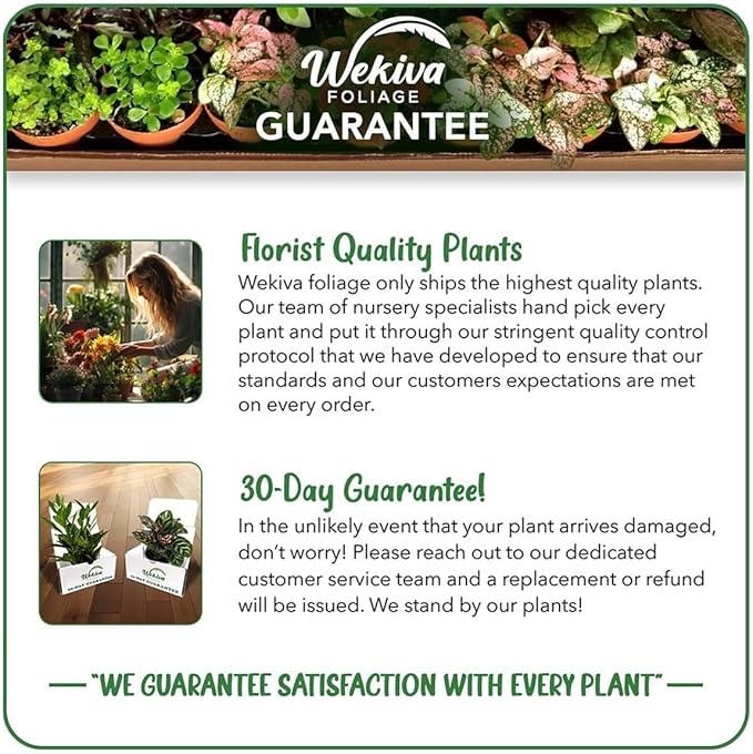 Schattaner Avocado Tree - Grafted - Live Plant in a 3 Gallon Growers Pot - Persea Americana - Beautiful Edible Fruit Bearing Tree for Patio and Garden