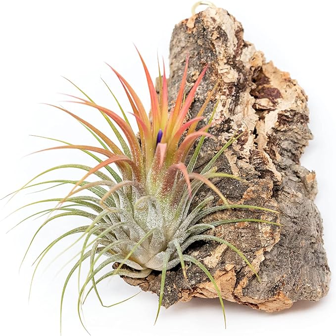 3 Small Chunk Natural Cork Bark DIY Kit with Three Assorted Air Plants, Glue and Hook - Live Tillandsia Succulent House Plant - Wholesale and Bulk - Easy Care Indoor and Outdoor Plants