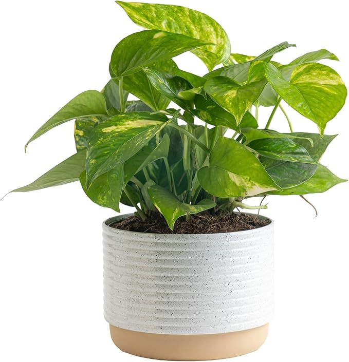 Costa Farms Golden Pothos Live Plant in Decorative Pot, Easy to Maintain, Air Purifying Indoor Houseplant, Home, Room, or Office Decor, Great House Warming or Birthday Gift, 12-14 Inches