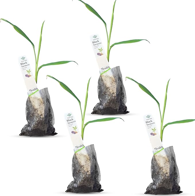 Premium Live Black Turmeric (Curcuma caesia) Plants - Rare Herbal Medicinal Plant, Perfect for Home Gardens (4 Black Turmeric Bags)