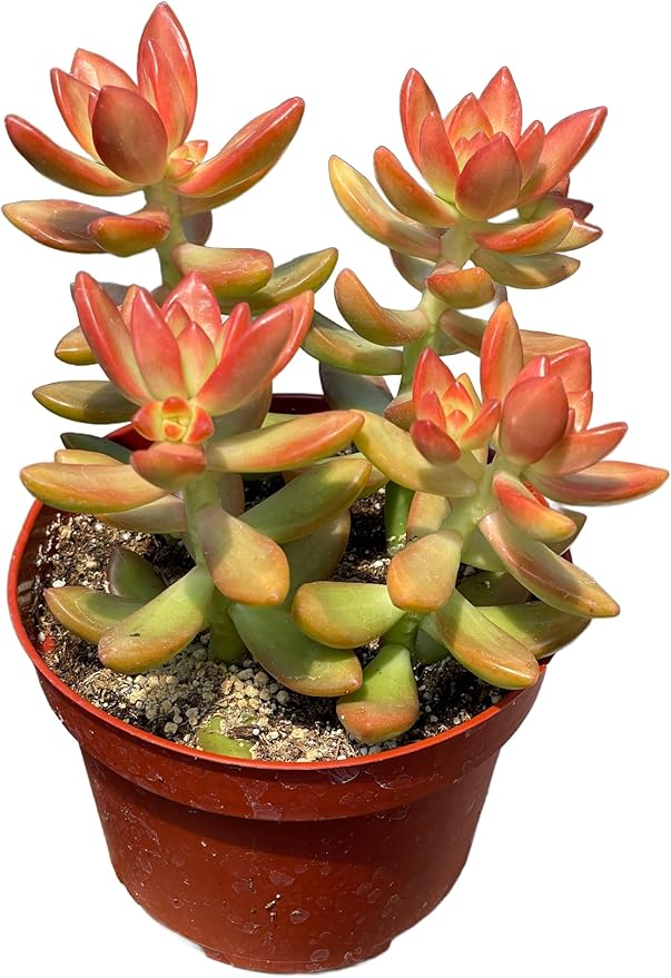 Live Succulent 4" Sedum Coppertone Blood Orange, Succulents Plants Live Fully Rooted House Plant for Home Office Decoration, DIY Projects by The Succulent Cult