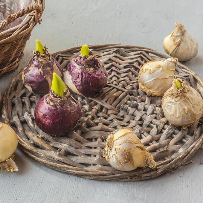 Complete Spring Flower Bulb Garden – Mixed Tulips, Daffodils & Hyacinths – 75 Bulk Bulbs for Colorful Spring Blooms – Easy Fall Planting - Plant in Gardens, Borders & Flowerbeds - Willard & May