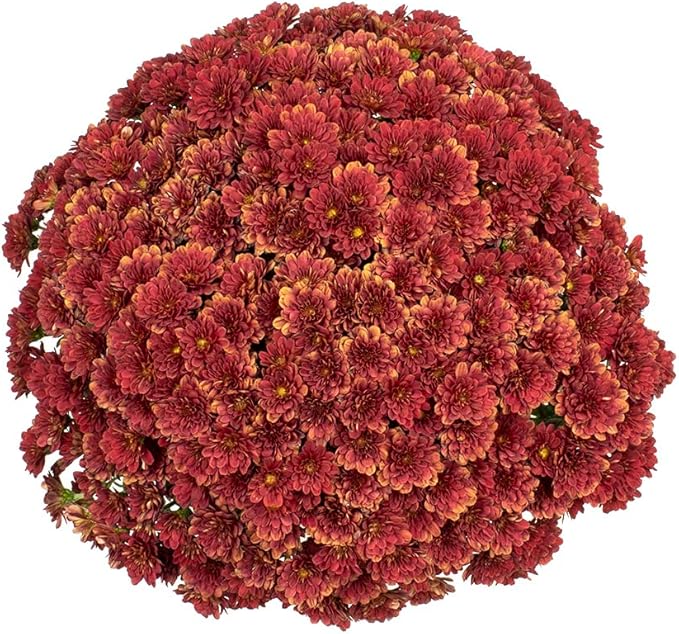 1G Bronze Mum Plant, Chrysanthemum Flowers Gardening Fall Decor, Mums Plants Live, Fall Decorations Outdoor, Housewarming Gift Ideas, Real Live Plants Indoor Plants Live Houseplants By Plants for Pets