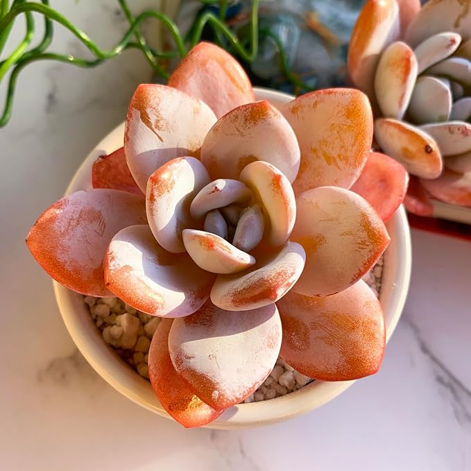 Echeveria Laui Rare Live Succulent Plants, 1 Head 2.5" Bare Root Without Pot & Soil, Garden Indoor Office Desk Baby Shower Decoration, Friend Plant Lovers Gifts