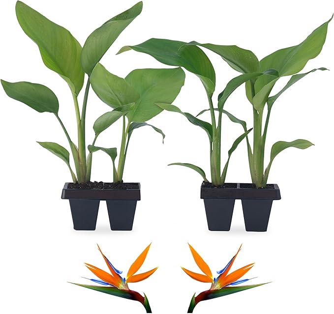 Bird of Paradise Plants Live (4-Pack), Strelitzia Plants with Perennial Orange Flowers, Indoor/Outdoor Plants, Exotic Tropical Decor, Not Artificial, 6-10" Height. 2" Pot