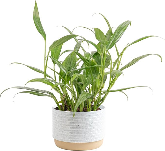 Costa Farms Silver Streak Pothos Live Plant in Self Watering Pot, Air Purifying Indoor Houseplant, Perfect for Home, Room, or Office Decor, Great House Warming or Birthday Gift, 10-16 Inches Tall