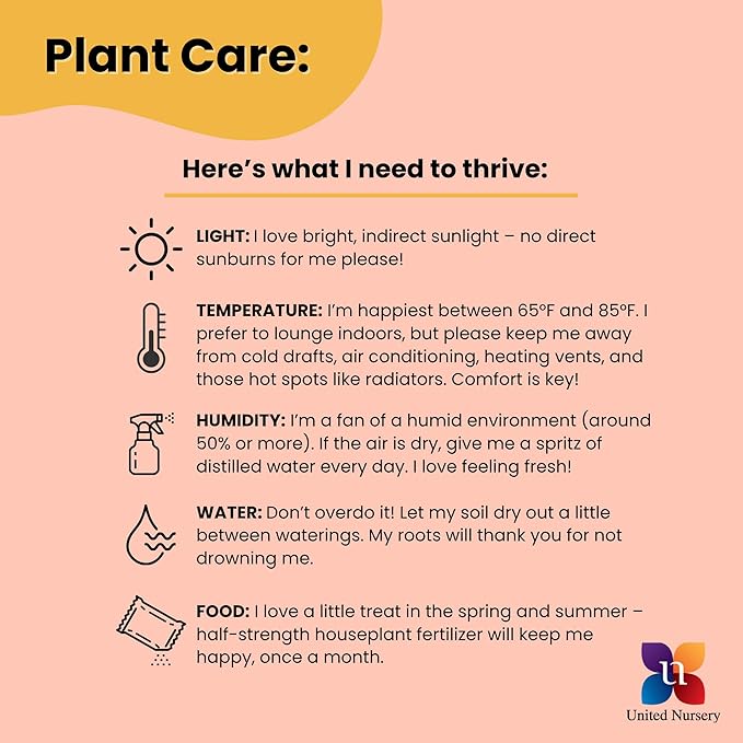 United Nursery Dracaena Janet Craig – Tall Indoor Plant in 10” Grower Pot – 38–42 Inches Tall – Air-Purifying, Low-Light Tropical Houseplant – Easy-Care Green Foliage for Home or Office Decor