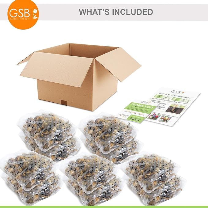 Garden State Bulb Narcissus Tazetta Minnow Daffodil Flower Bulbs, 12/14cm, Fall Planting (Bag of 250)