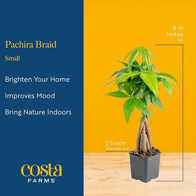 Costa Farms Money Tree Live Plant | 8-10 Inches Tall | Easy to Grow Indoor Houseplant in 2.5 Inch Plant Pot | Live Bonsai Home, Office, or Room Decor | Garden, Birthday, and Housewarming Gift