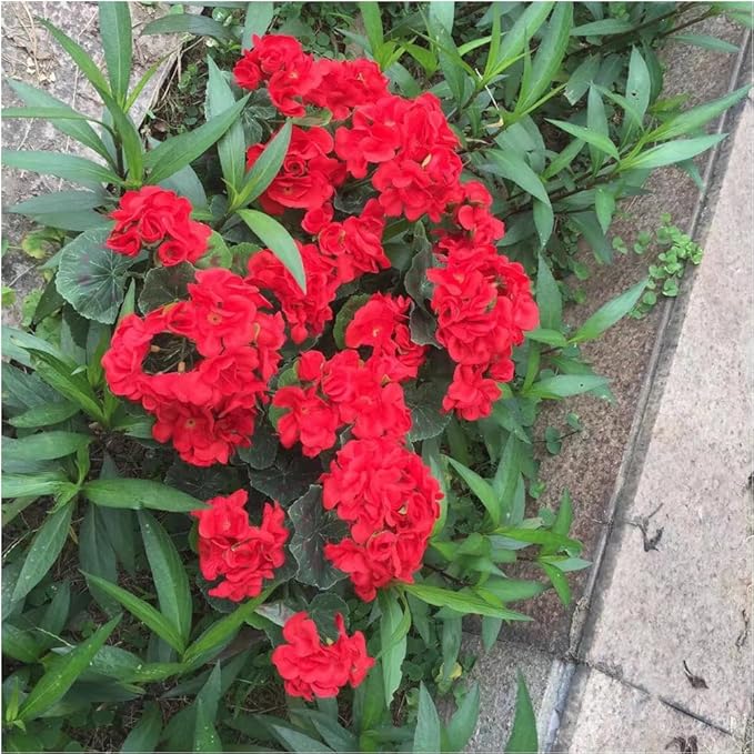 4PCS Artificial Geranium Flowers Red Faux Silk Geranium Floral Bushes 14.2 Inches for Outdoor Decor Planter Pot Indoor Garden Patio Table Centerpiece