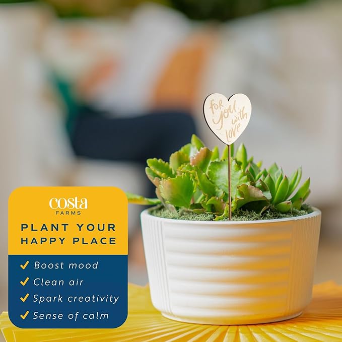 Costa Farms Mini Succulent Live Plants in Decorative Garden Pot, Easy to Maintain Small Indoor Houseplant, Home, Room, or Office Decor, Great House Warming or Birthday Gift, 6 Inches Tall