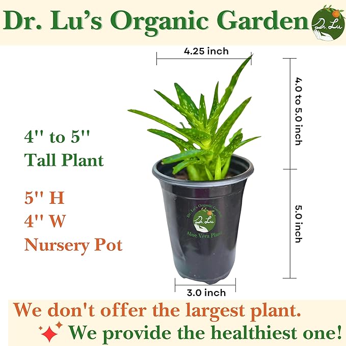 Dr. Lu’s Organic Aloe Vera Plant | Real Beautiful Aloe Plant | Live Succulents Plants | Rooted Natural Air Purifier in Soil | Easy Care House Plants in 5'' H x 4'' W Nursery Pot