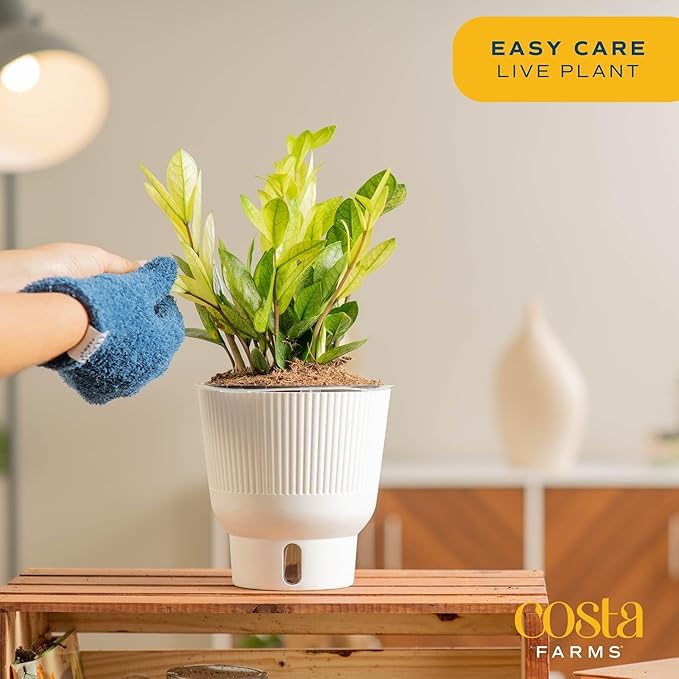 Costa Farms ZZ Chameleon Live Plant in Self Watering Pot, Easy to Maintain, Air Purifying Indoor Houseplant, Home, Room, or Office Decor, House Warming or Birthday Gift, 10-18 Inches Tall