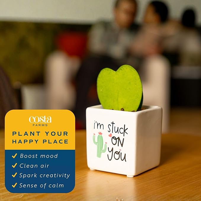 Costa Farms Hoya Heart Live Plant in Decorative Pot, Easy to Maintain Succulent Indoor Houseplant, Perfect for Home, Room, or Office Decor, Great House Warming or Birthday Gift, 5 Inches Tall