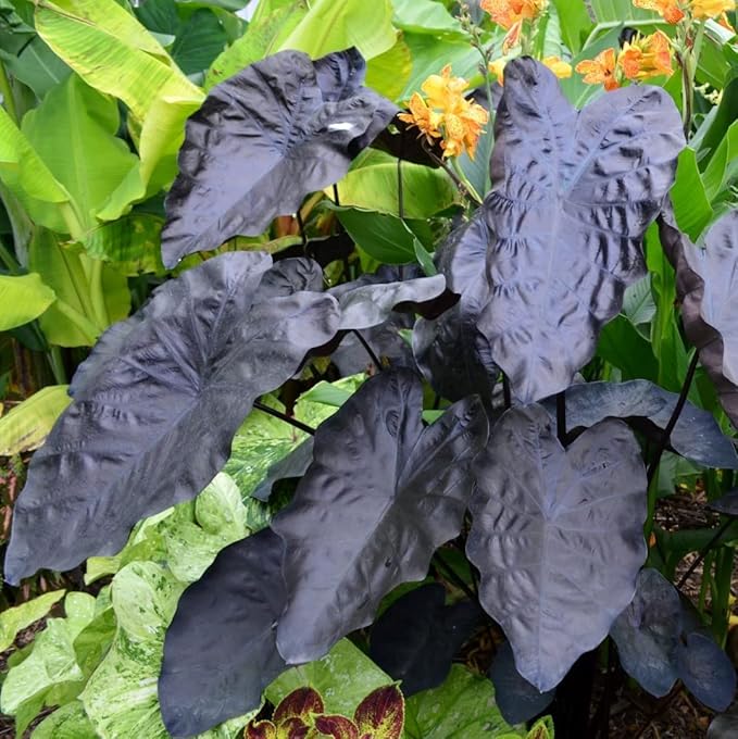 Painted Black Elephant Ear Live Plant - Colocasia - Wellspring Gardens Starter Plant, Dark Black Leaves with Maroon to Gray Undersides, Thrives in Part Shade to Full Sun, Ideal for Gardens and Indoor