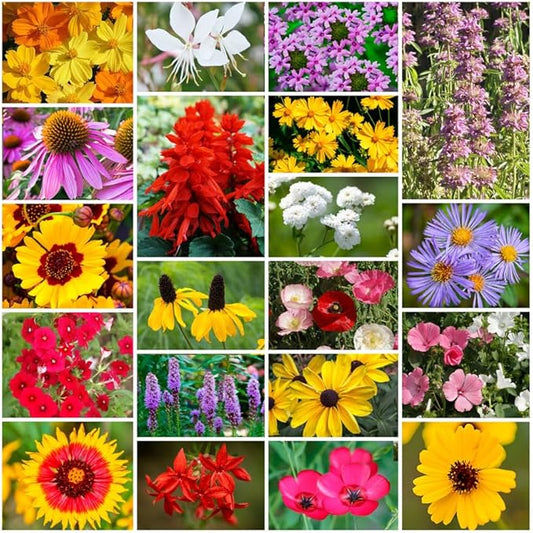 Park Seed Grow Your Own Vibrant Annual and Perennial Wildflower Garden Seeds Mixture, Easy to Grow Varieties for Pollinators and Spring Gardens - Southeast Regional Mix, 25 lbs
