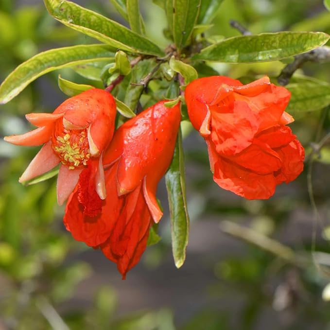 Live Pomegranate 'Wonderful' Plants (Punica Granatum 'Wonderful') - Fruit-Bearing, Drought-Tolerant, Easy to Grow (2 stevia Cups)