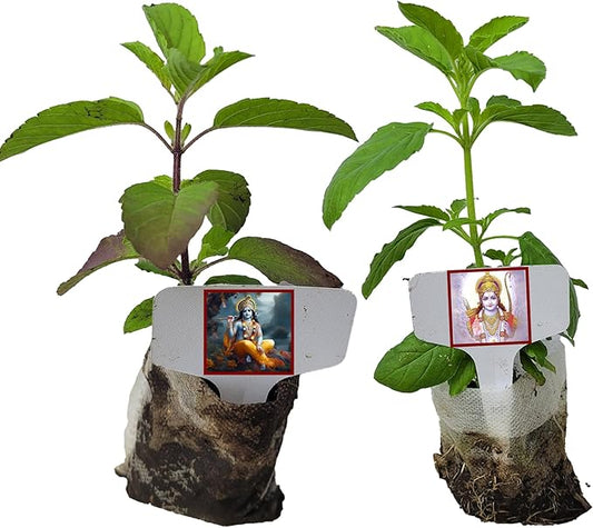 Live Green Rama and Purple Krishna Tulsi. for Puja with Indian Smell. Fresh, Edible with Growing Guide. Indoor/Outdoor. (Rama+Kris Tulsi in Sac)
