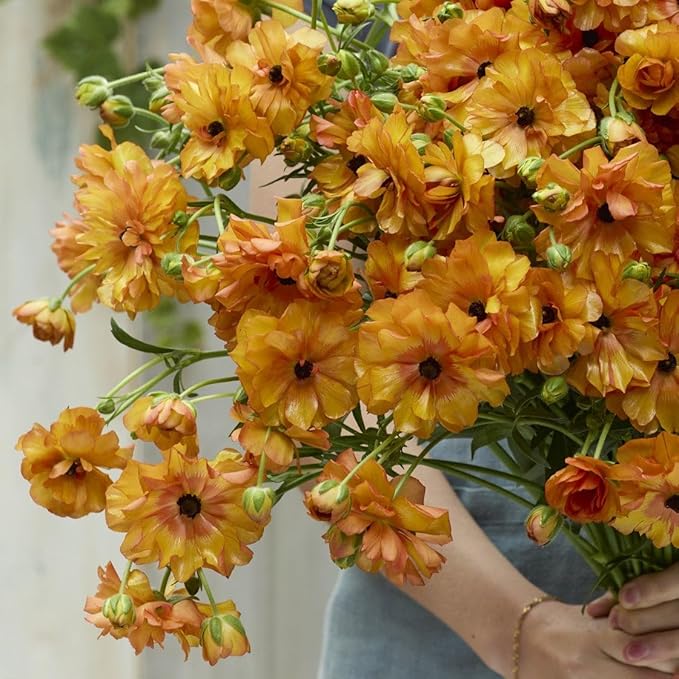 Eden Brothers Butterfly Ranunculus Bulbs - Phosphorus®