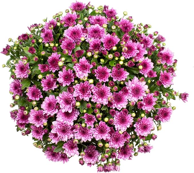 1G Pink Mum Plant, Chrysanthemum Flowers Gardening Fall Decor, Mums Plants Live, Fall Decorations Outdoor, Housewarming Gift Ideas, Floral Live Plants Indoor Plants Live Houseplants By Plants for Pets