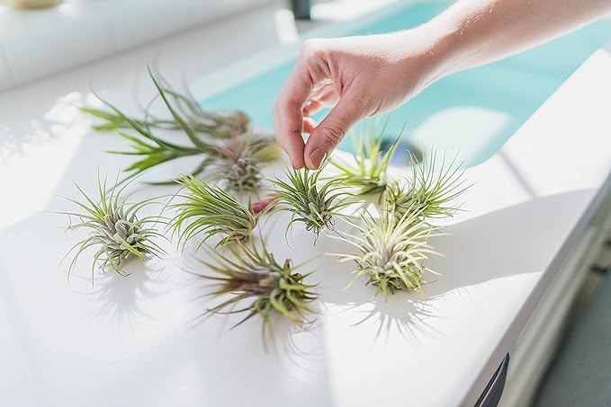 3 Pack Large Xerographica Air Plants 5 to 7 Inch Wide-Air Plants Live Tillandsia Succulent House Plants Holders-Available in Wholesale and Bulk-Home and Garden Decor-Easy Care Indoor Outdoor(