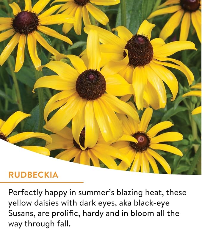 Burpee Wildflower 25,000 Bulk, 1 Bag, 18 Varieties of Non-GMO Flower Seeds Pollinator Garden, Pollinator Mix