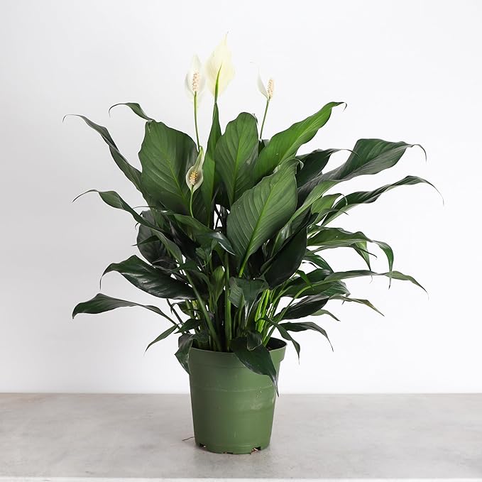 Thorsen's Greenhouse Live Peace Lily Plant, Spathyphylum, Low Light, Natural Air Purifier Live Indoor Plant, 6" Diameter Pot (Growers Pot, 6-inch Pot)