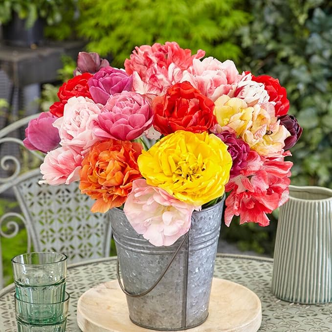 Garden State Bulb Double Dutch Mixed Tulip Flower Bulbs, 12/+ cm, Fall Planting (Bag of 50)