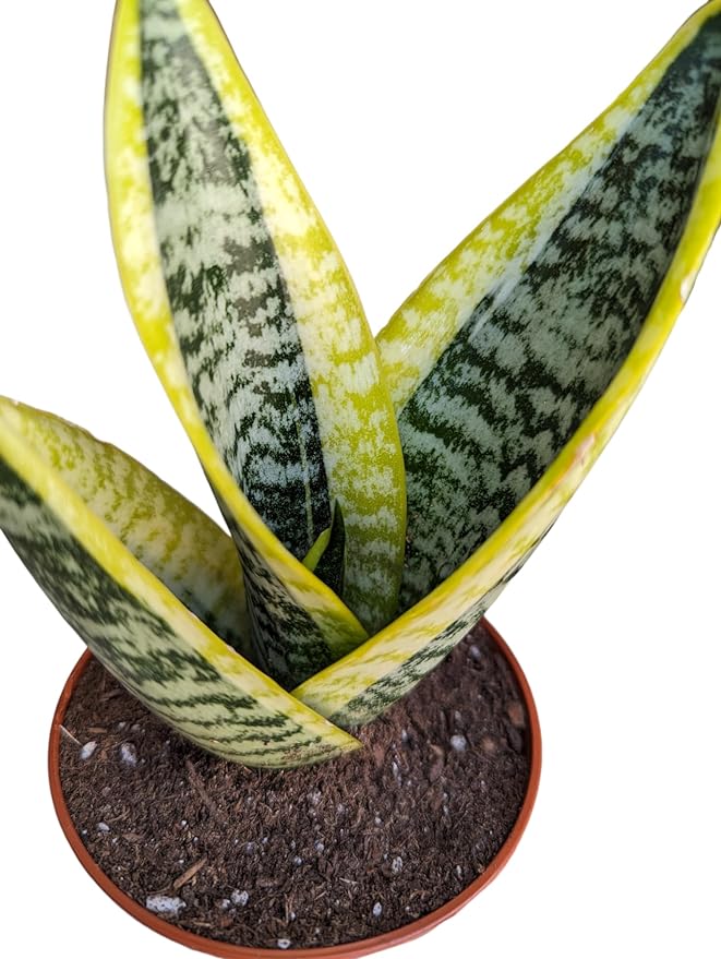 Generic Superba Snake Plants - Sanseveria, 3 Pack, Impossible to Kill, 4 Inch Pots, Indoor/Outdoor, Green/yellow