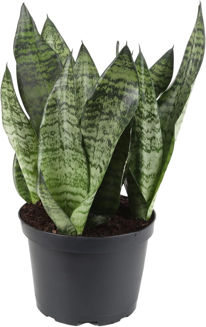 Premium Snake Plant Potting Soil Mix - 10 Quart - Green Sansevieria Trifascatia Zeylanica Plants, Plant or Re-Pot Your Snake Plant (2 Bags of 5 Quart)