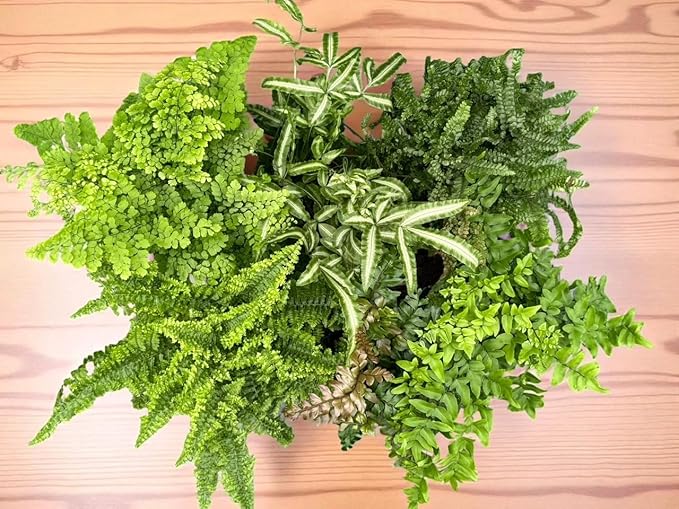 La Costa Plants Mixed Fern Plants, Set of 3, 4 Inch Pots, Live Indoor Outdoor Plants for Home and Office Decor