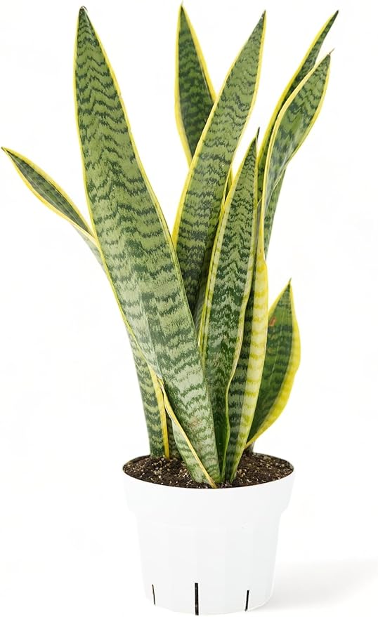 Snake Plant Live Plants - Low Light Indoor Plants - Sansevieria for Home or Office - Low Maintenance Plants Live Houseplants - Air Purifying House Plants
