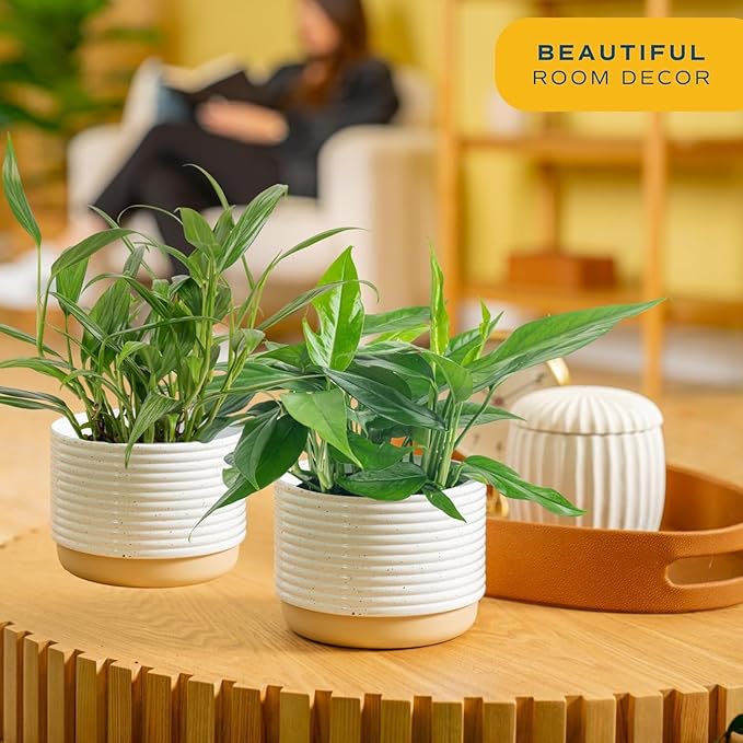 Costa Farms Live Pothos Plants in Decorative Pots, Easy to Maintain Vining Plant, Air Purifying Indoor Houseplants, Room or Office Decor, House Warming Gift, 12-14 Inches Tall, Pack of 2