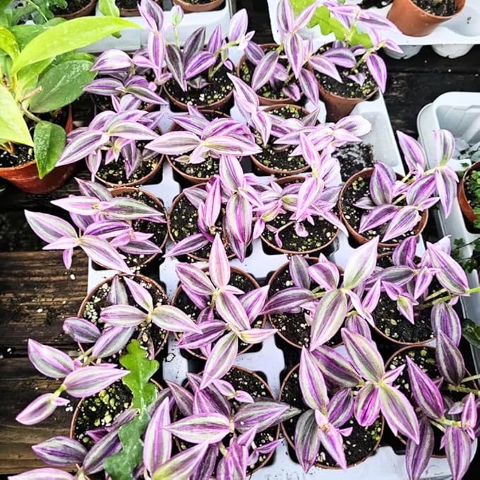 Pink Wandering Jew Live Plant, Tradescantia Zebrina Live Plant, 4" Pot, Purple Pink Paradise Leaves, Air Plant for Home and Office Indoors Outdoors