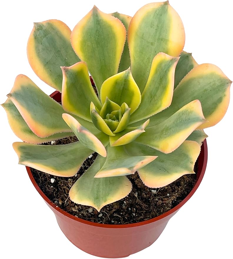 Live Succulents 4" Aeonium Sunburst Fully Rooted in Pots with Soil Mix, Succulents Plants Live, Rare House Plant for Home Office Wedding Indoor Outdoor Decoration, DIY Projects by The Succulent Cult