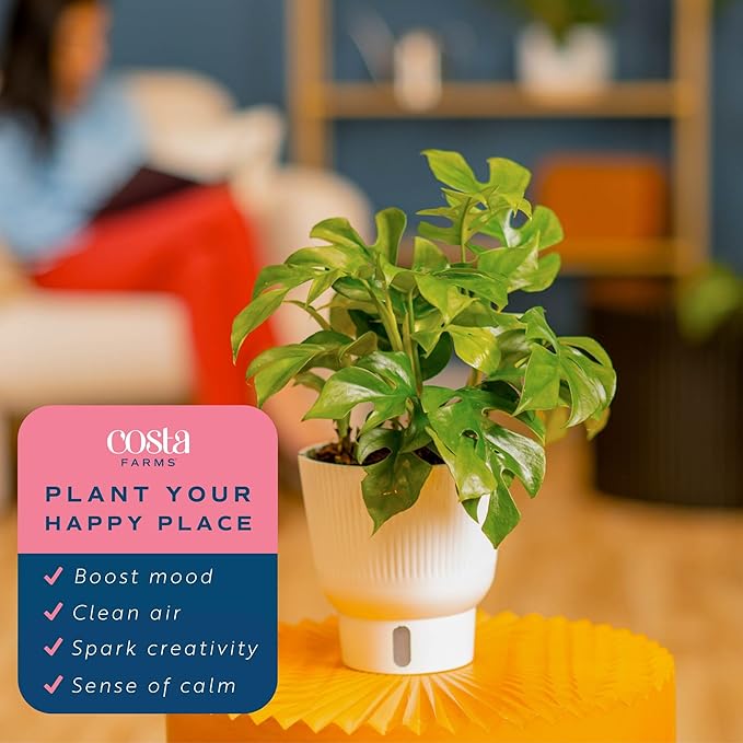 Costa Farms Mini Monstera Live Plant in Self Watering Pot, Indoor Houseplant, Perfect for Home, Room, or Office Decor, Great House Warming or Birthday Gift, 12-18 Inches Tall